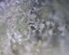 goodtrichs.jpg