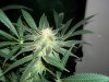 new frosty 010.jpg