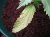 old leaf 1.jpg