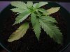 Plant whole.jpg