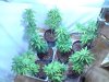 Flower White widow 4th day (morning sun apearing) 24april.jpg
