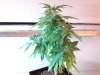 Mother White Widow2.jpg