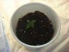 1ST SPROUT 4.24.jpg