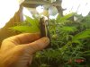 1fst grow 036.jpg