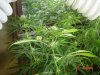 1fst grow 034.jpg