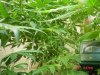1fst grow 040.jpg