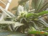 1fst grow 037.jpg