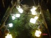 1fst grow 044.jpg