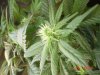 1fst grow 039.jpg