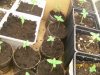 Day 8 veg..jpg