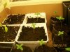 Day 8 veg...jpg