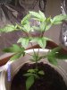 weed pics 004.JPG