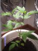 weed pics 005.JPG