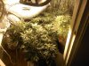 downsized_1112000920a.jpg