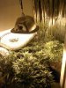 downsized_1112000920b.jpg