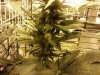 downsized_1112001409.jpg