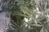 IMAG0036.jpg