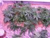 my organic grow 2010 007.JPG