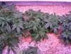my organic grow 2010 008.JPG