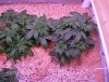 my organic grow 2010 009.JPG