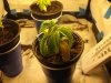 DSCF0876.JPG DSCF0876.JPG