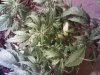 DSC01450.jpg