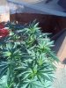 downsized_1113001446.jpg