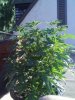 downsized_1113001445.jpg
