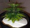 34-days-from-seed.jpg