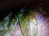 sick leaf.jpg