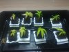 cuttings3weeks.jpg