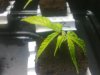 cuttings3weeks1.jpg