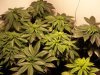 pot 005.jpg