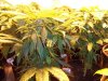 pot 006.jpg