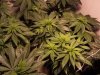 pot 011.jpg