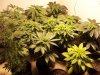 pot 013.jpg