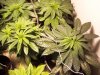 pot 014.jpg