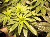 pot 015.jpg