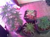ROYALHAZE 7.jpg