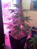 ROYALHAZE 5.jpg