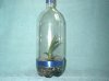 plant in bottle.jpg plant in bottle.jpg
