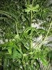 stems_and_small_plant.jpg