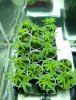 Warlock,OG18,& Sour Kush 11-16-10.jpg