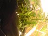 IMG00465.jpg