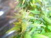 DSC09022.jpg