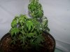 100_2900.jpg