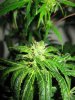 the_bud_02.jpg