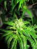 the_bud_01.jpg