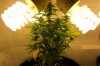 Plant 3.jpg