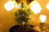 Plant 3.jpg